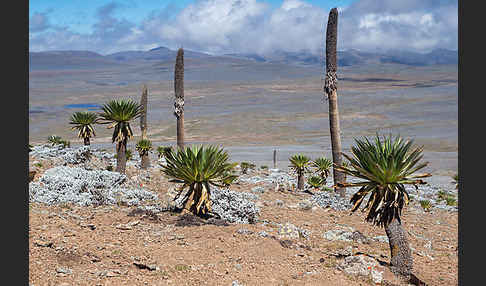 Aethiopien (Ethiopia)