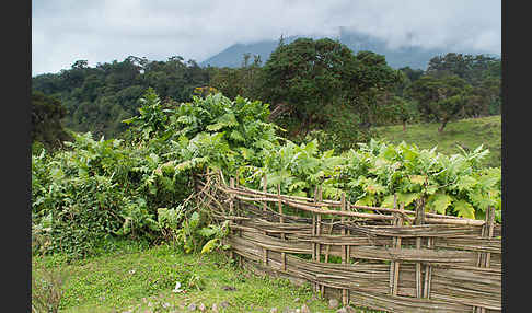 Aethiopien (Ethiopia)