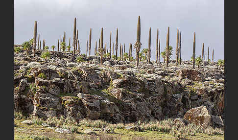 Aethiopien (Ethiopia)