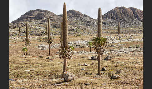 Aethiopien (Ethiopia)