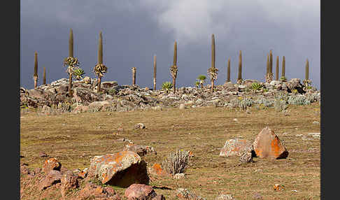 Aethiopien (Ethiopia)