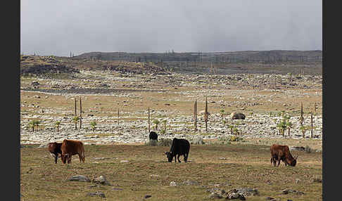 Aethiopien (Ethiopia)