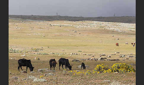 Aethiopien (Ethiopia)