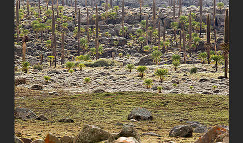 Aethiopien (Ethiopia)