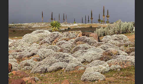 Aethiopien (Ethiopia)