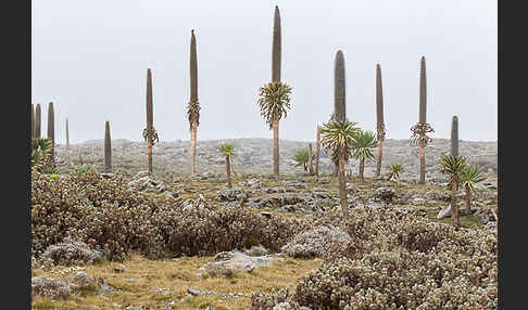 Aethiopien (Ethiopia)