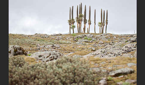 Aethiopien (Ethiopia)