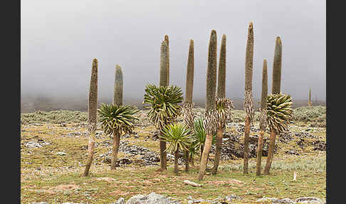 Aethiopien (Ethiopia)