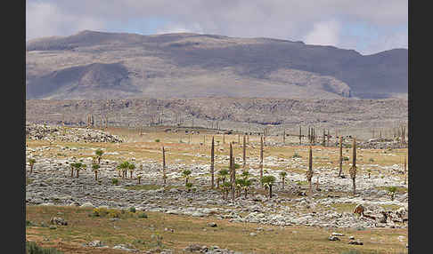 Aethiopien (Ethiopia)