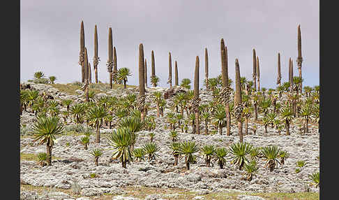 Aethiopien (Ethiopia)