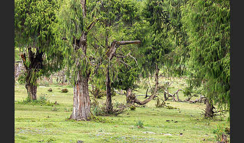 Aethiopien (Ethiopia)