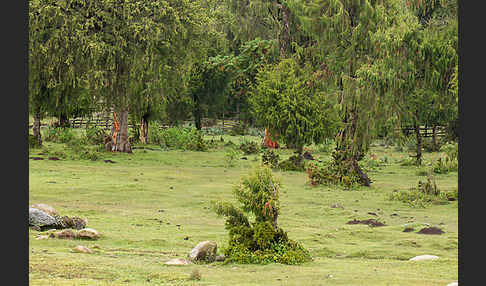 Aethiopien (Ethiopia)