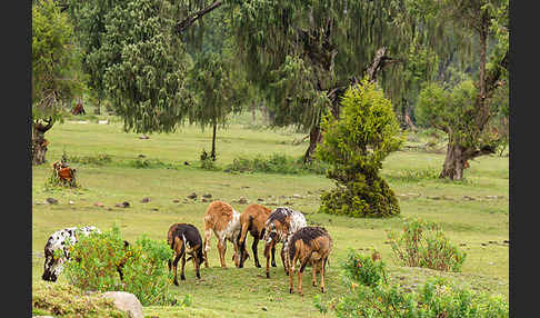 Aethiopien (Ethiopia)