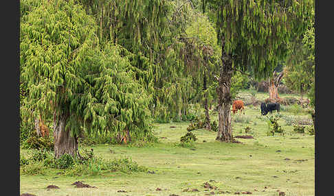 Aethiopien (Ethiopia)