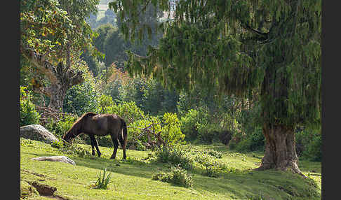 Aethiopien (Ethiopia)