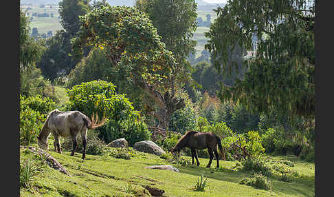 Aethiopien (Ethiopia)