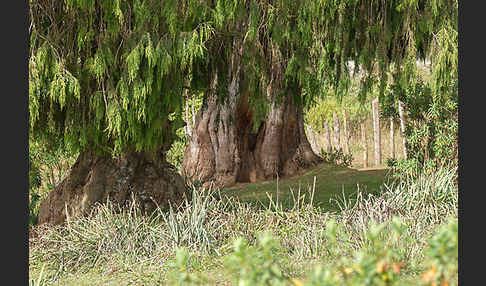 Aethiopien (Ethiopia)