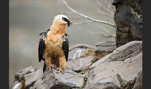 Bartgeier sspec. (Gypaetus barbatus meridionalis)