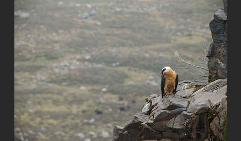 Bartgeier sspec. (Gypaetus barbatus meridionalis)