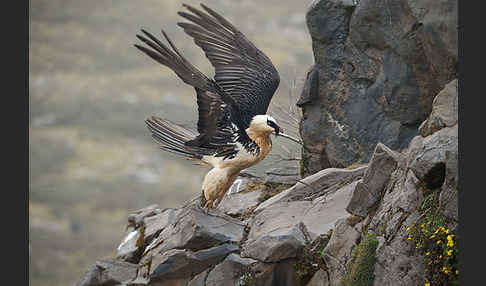 Bartgeier sspec. (Gypaetus barbatus meridionalis)