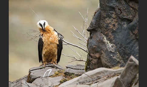 Bartgeier sspec. (Gypaetus barbatus meridionalis)