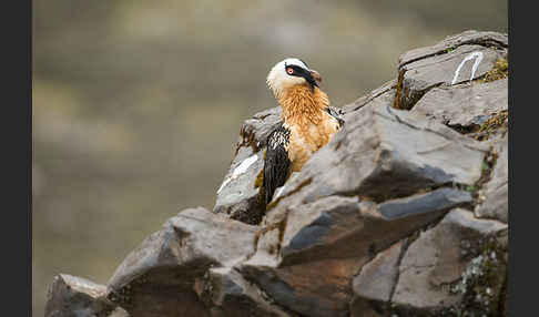 Bartgeier sspec. (Gypaetus barbatus meridionalis)