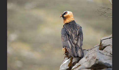 Bartgeier sspec. (Gypaetus barbatus meridionalis)