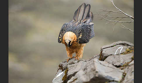 Bartgeier sspec. (Gypaetus barbatus meridionalis)