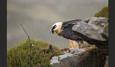 Bartgeier sspec. (Gypaetus barbatus meridionalis)