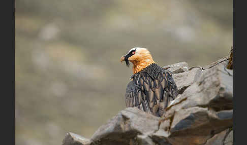 Bartgeier sspec. (Gypaetus barbatus meridionalis)