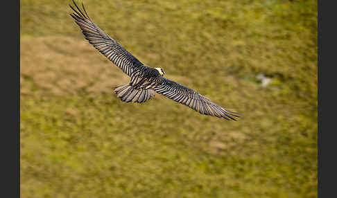 Bartgeier sspec. (Gypaetus barbatus meridionalis)