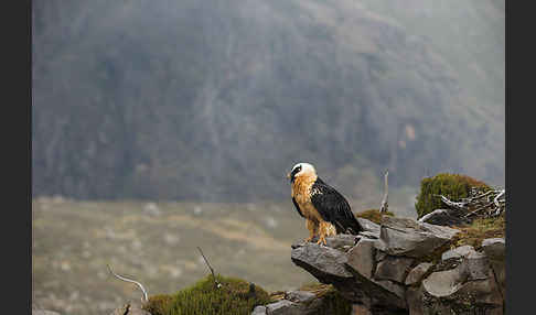 Bartgeier sspec. (Gypaetus barbatus meridionalis)