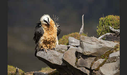 Bartgeier sspec. (Gypaetus barbatus meridionalis)