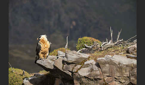 Bartgeier sspec. (Gypaetus barbatus meridionalis)