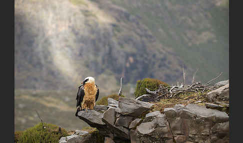 Bartgeier sspec. (Gypaetus barbatus meridionalis)