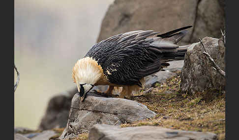 Bartgeier sspec. (Gypaetus barbatus meridionalis)