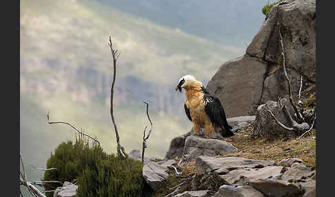 Bartgeier sspec. (Gypaetus barbatus meridionalis)