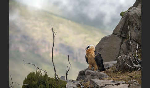 Bartgeier sspec. (Gypaetus barbatus meridionalis)