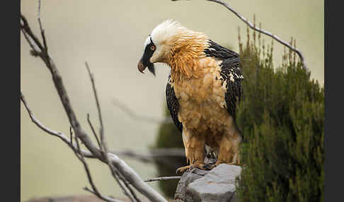 Bartgeier sspec. (Gypaetus barbatus meridionalis)