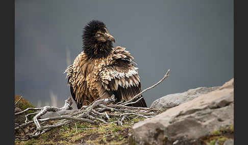 Bartgeier sspec. (Gypaetus barbatus meridionalis)