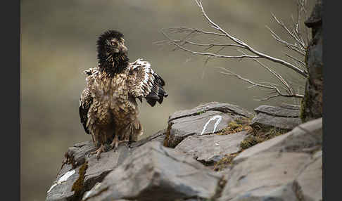 Bartgeier sspec. (Gypaetus barbatus meridionalis)