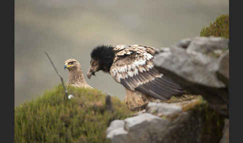 Bartgeier sspec. (Gypaetus barbatus meridionalis)