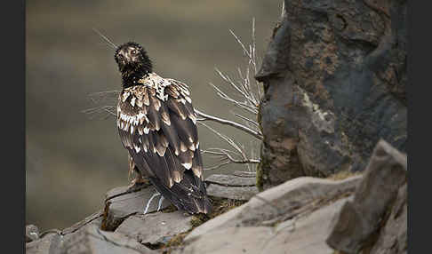 Bartgeier sspec. (Gypaetus barbatus meridionalis)