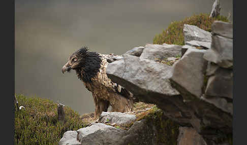 Bartgeier sspec. (Gypaetus barbatus meridionalis)