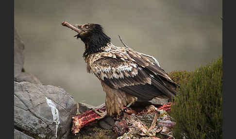 Bartgeier sspec. (Gypaetus barbatus meridionalis)