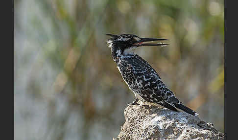 Graufischer (Ceryle rudis)