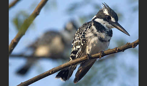 Graufischer (Ceryle rudis)