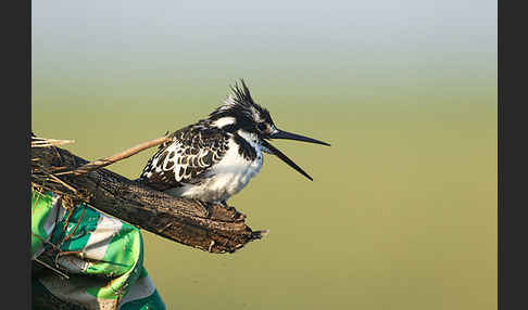 Graufischer (Ceryle rudis)