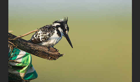 Graufischer (Ceryle rudis)