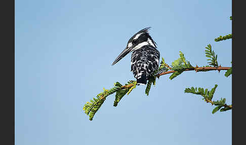 Graufischer (Ceryle rudis)